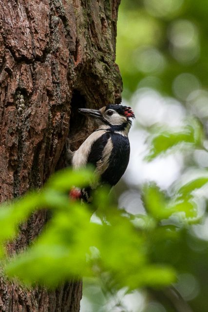 Great spotted woodpecker