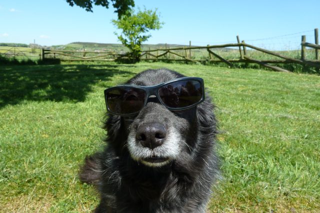 Newsletter No. 6: ‘A borrowed dog’