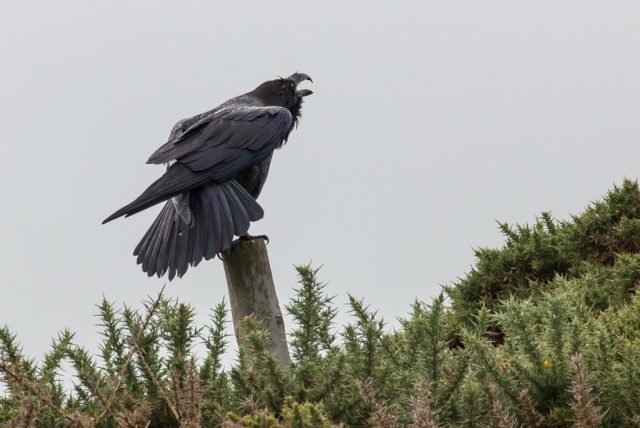 Raven