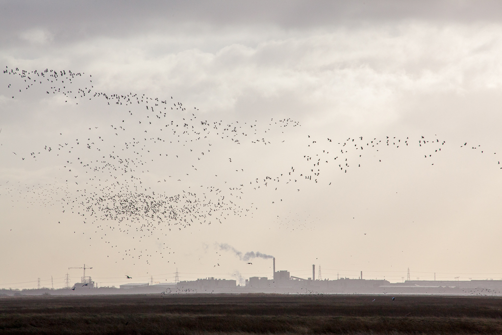 Lapwings