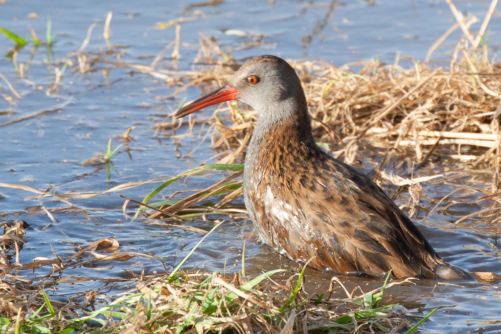 Water rail
