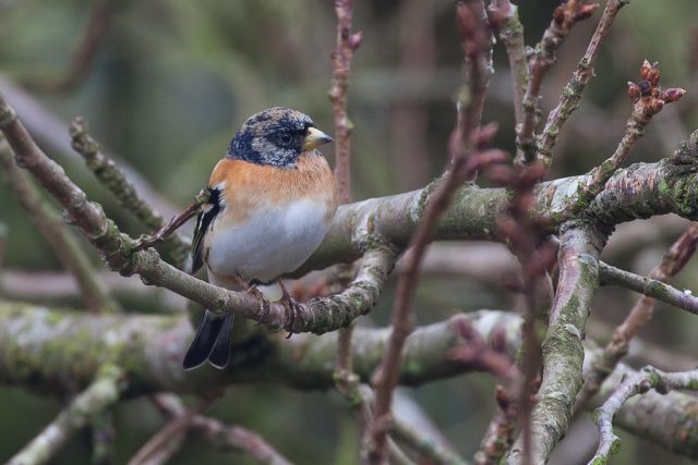 Male brambling