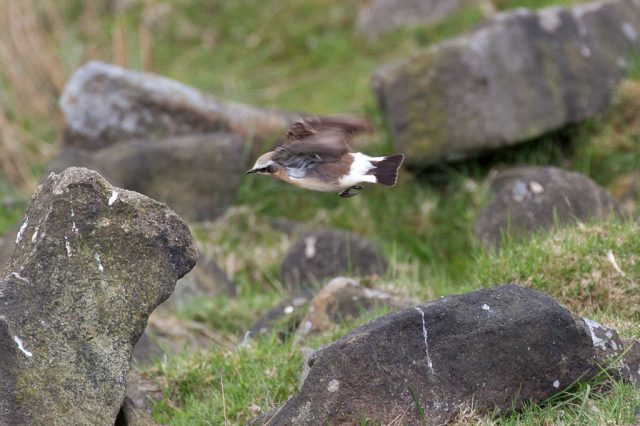 Male ‘white-arse’