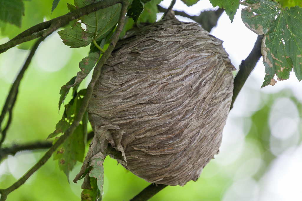Wasps’ nest shot with SLR.