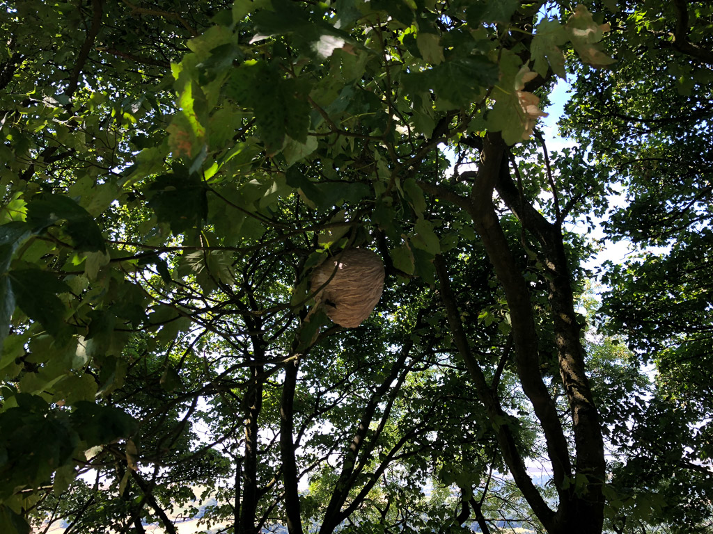 Wasps’ nest