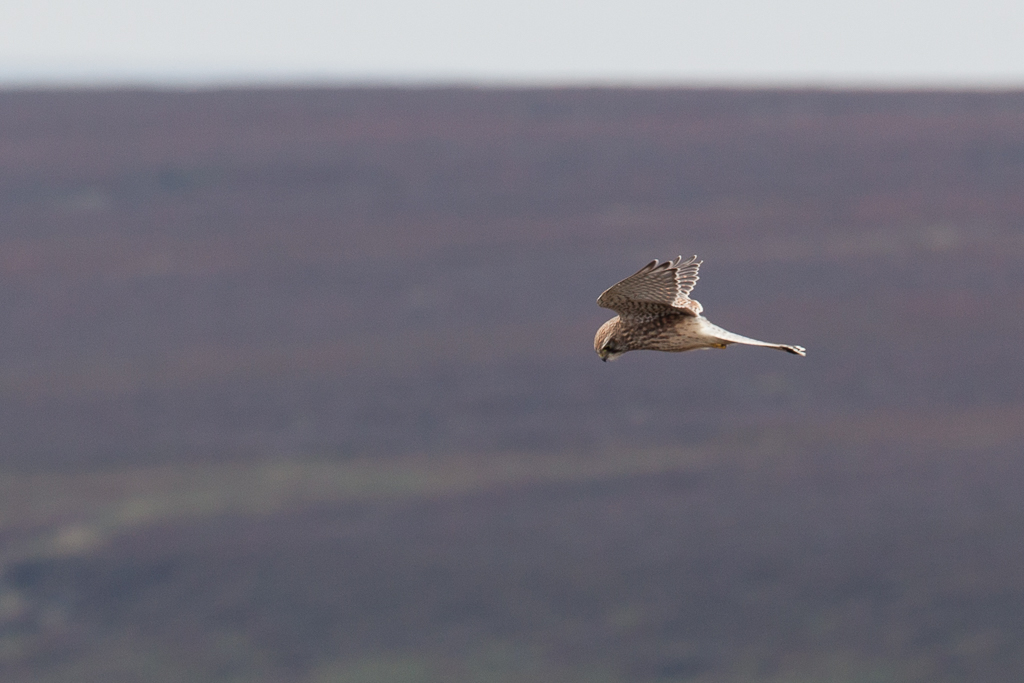 Kestrel