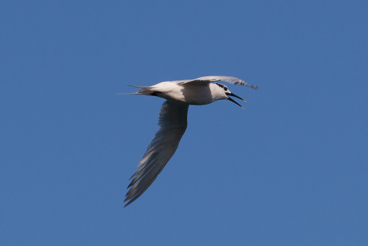 Sandwich tern