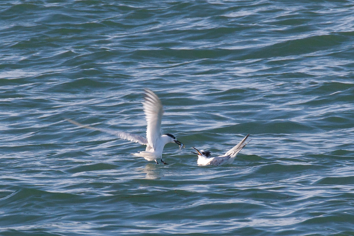 Sandwich terns