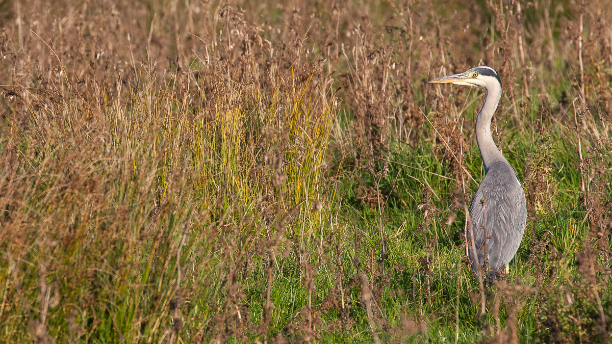 Grey heron