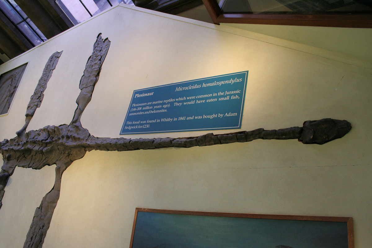 Plesiosaur fossil