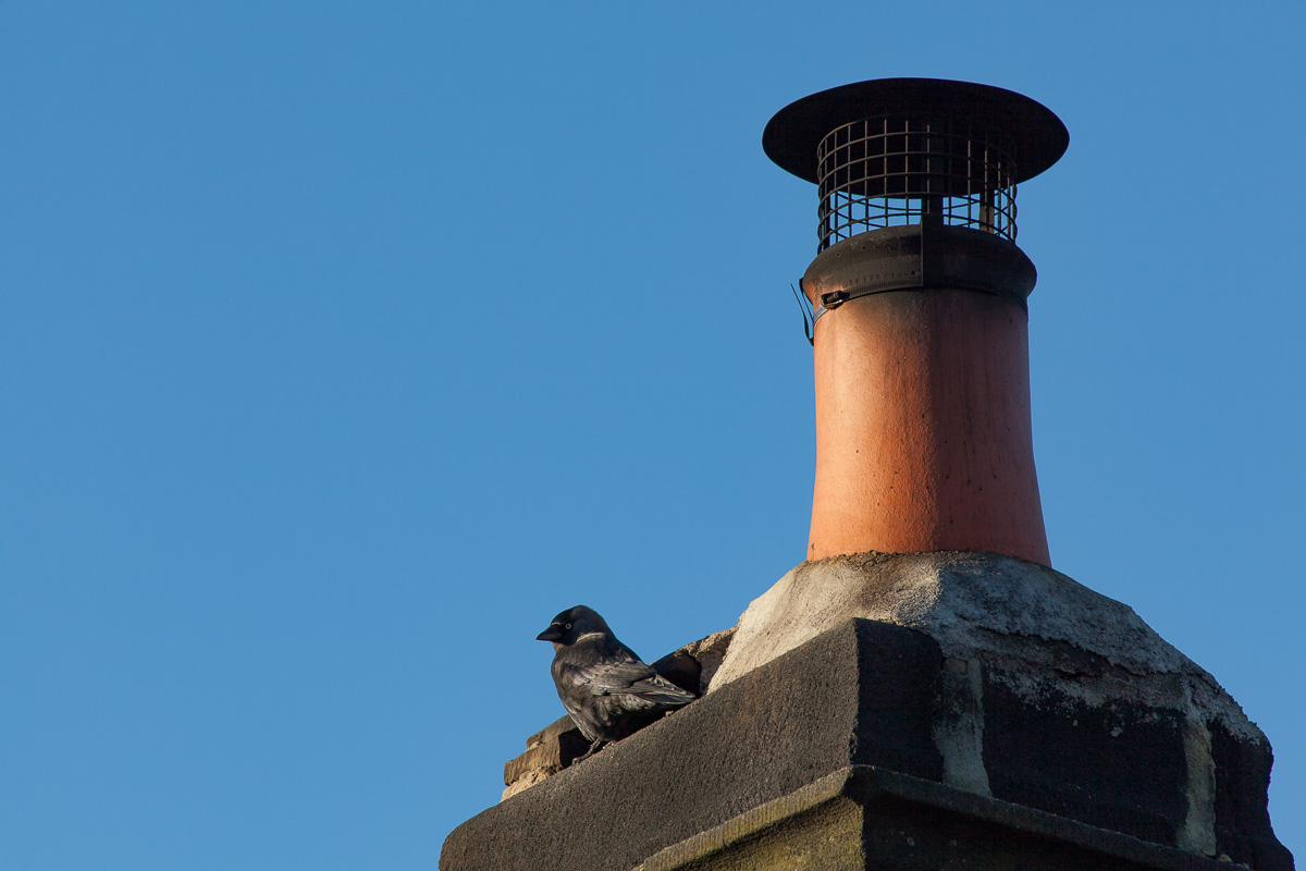 A thwarted jackdaw.