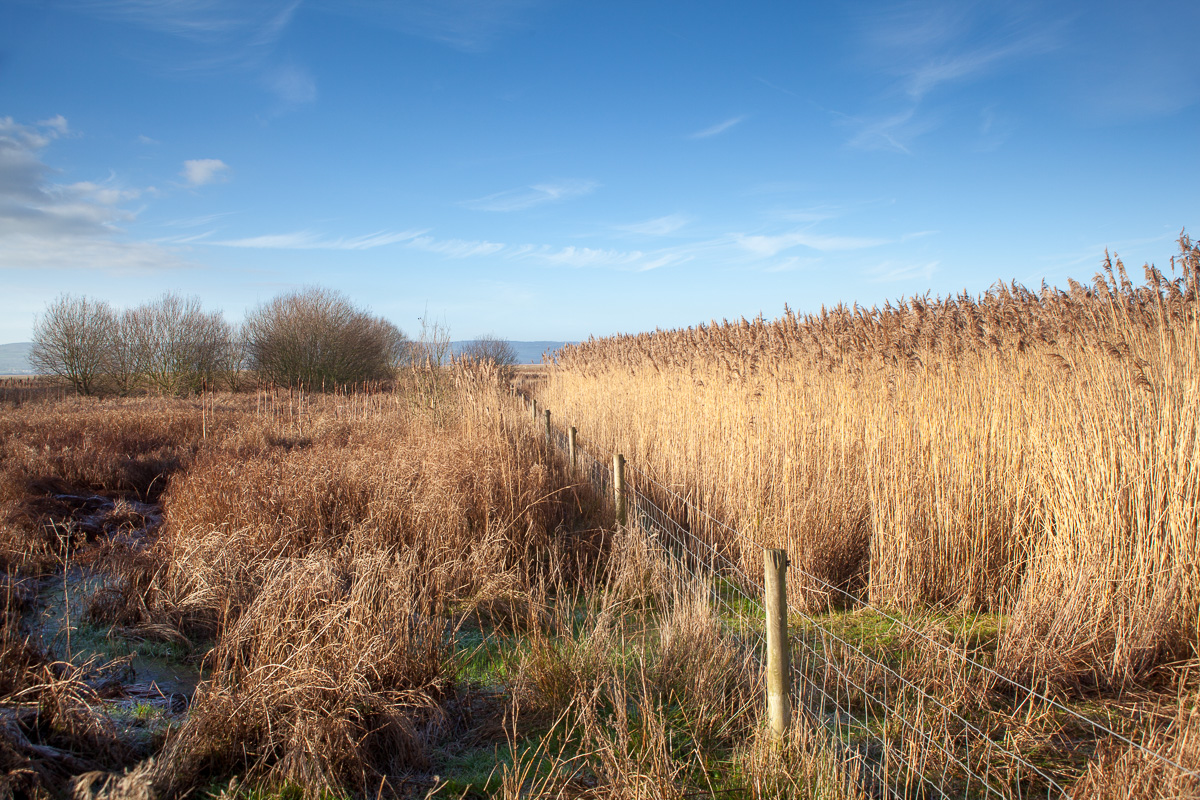 Burton Marshes