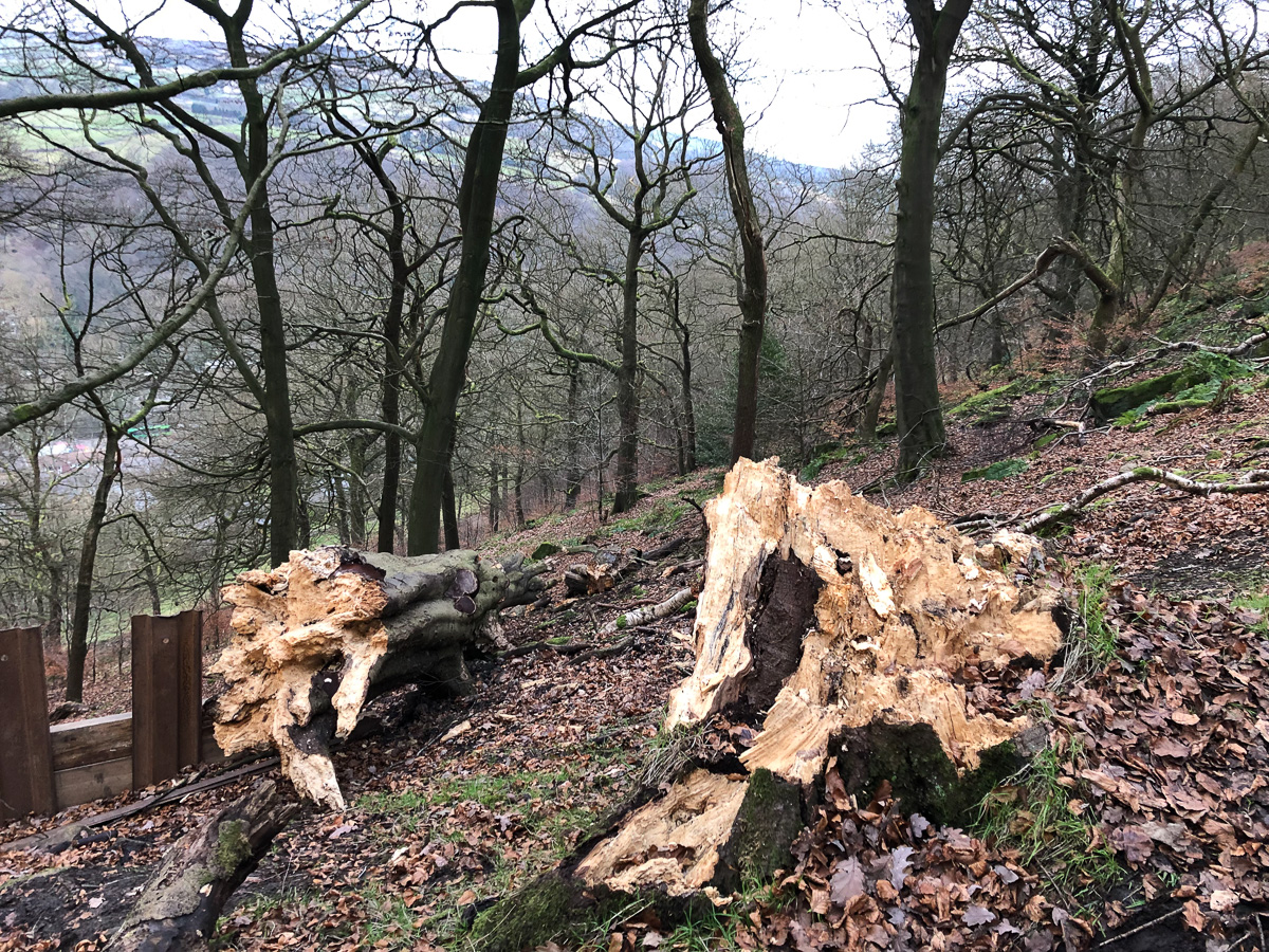 Fallen beech
