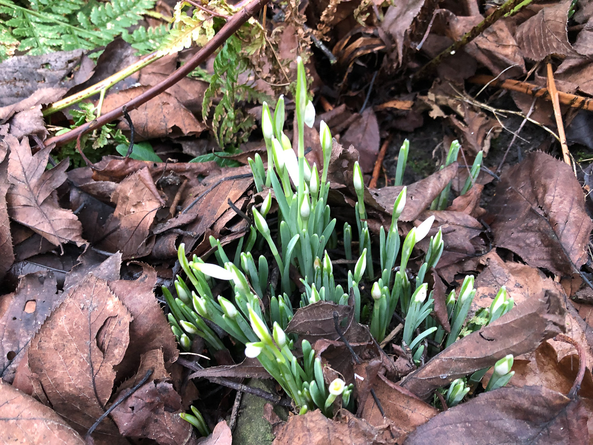 Snowdrops