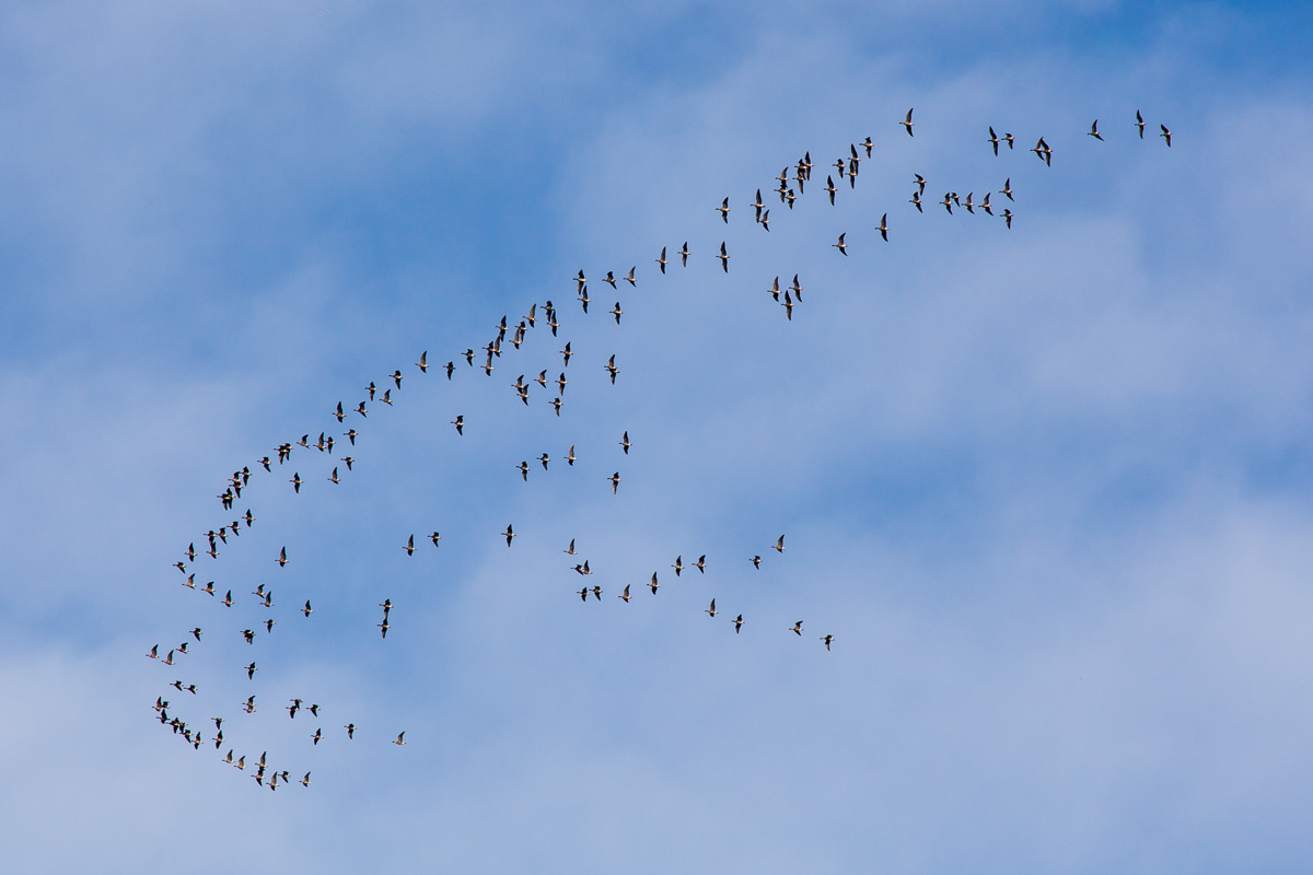 Geese