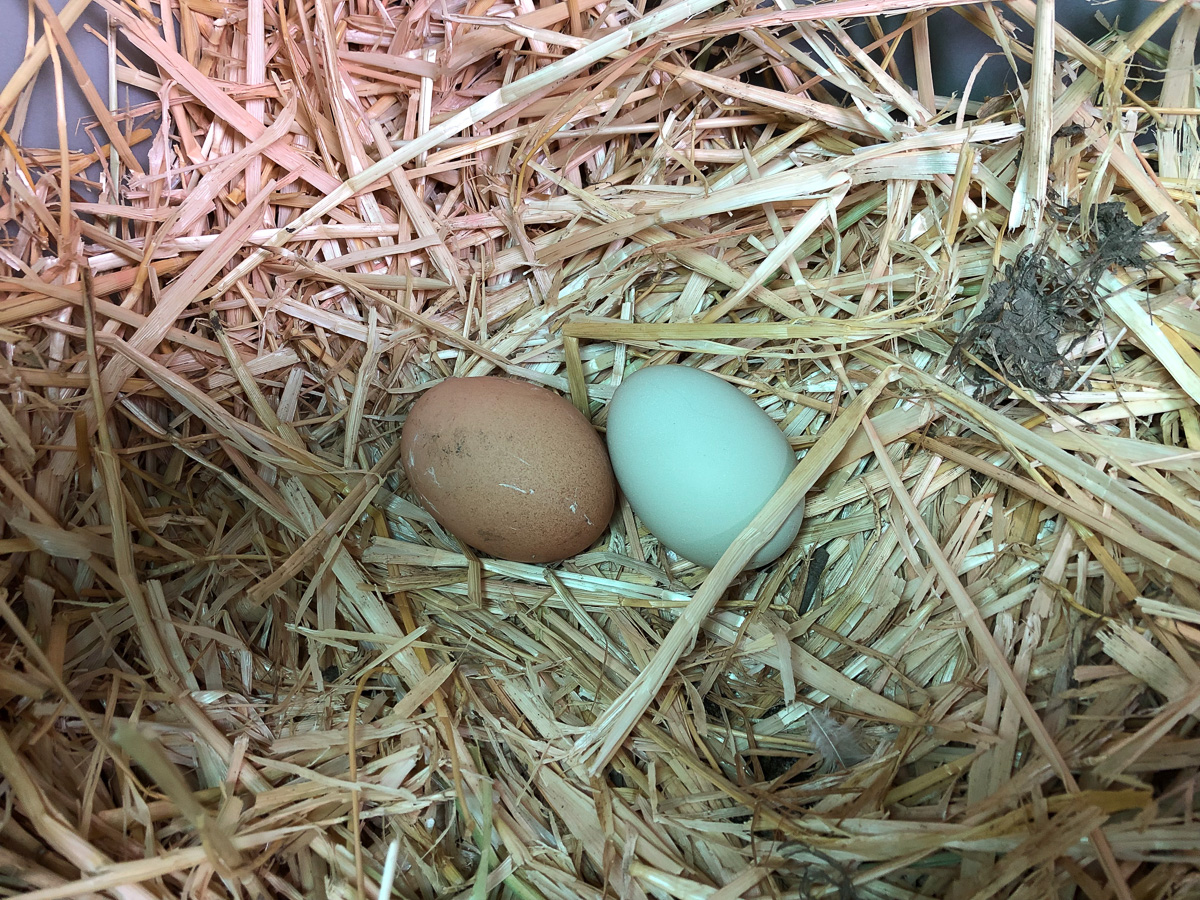 Eggs