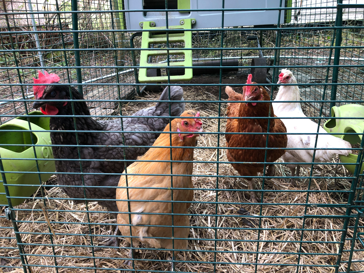 Chickens