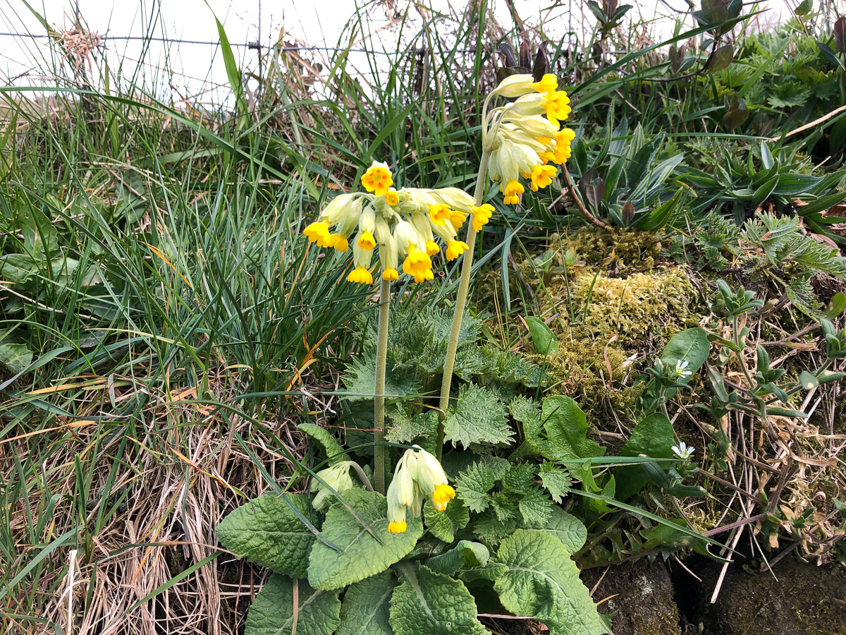 17 April 2019