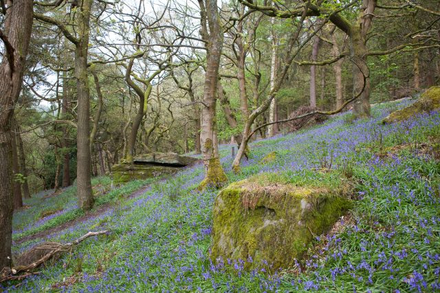 Newsletter No. 16: ‘Snippets of nature writing’