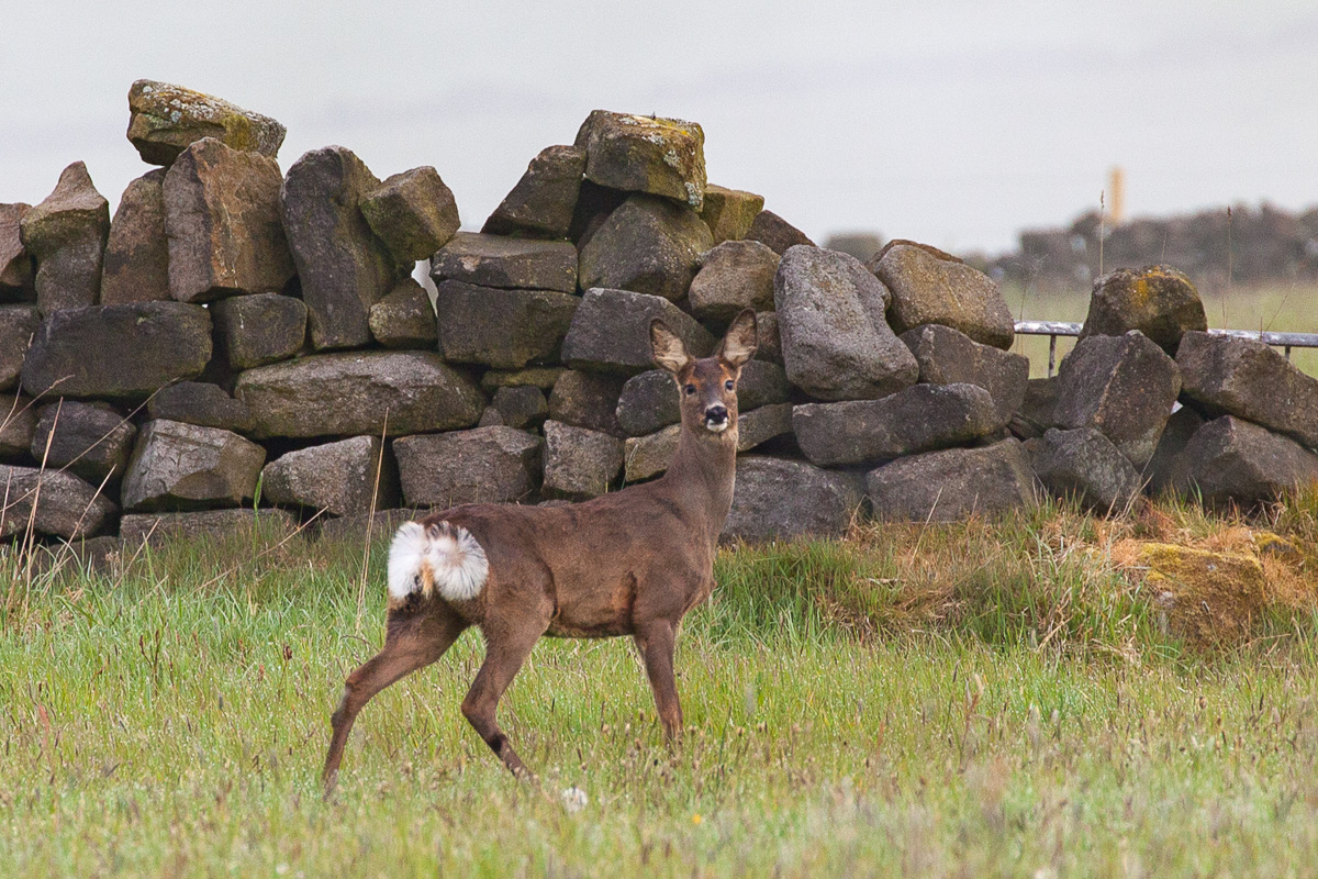 Roe deer
