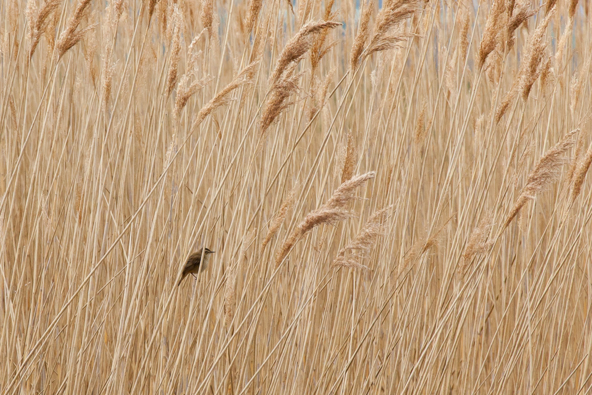 Sedge warbler