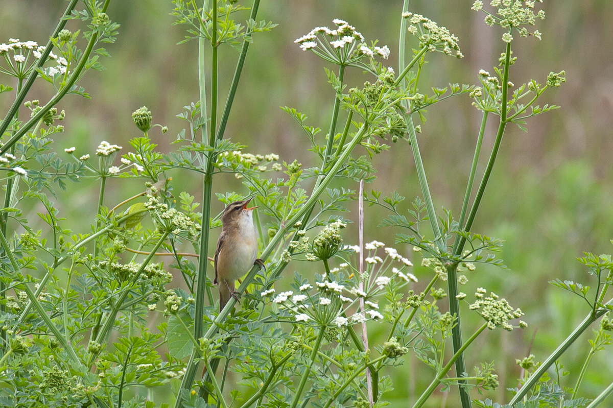 Sedge warbler