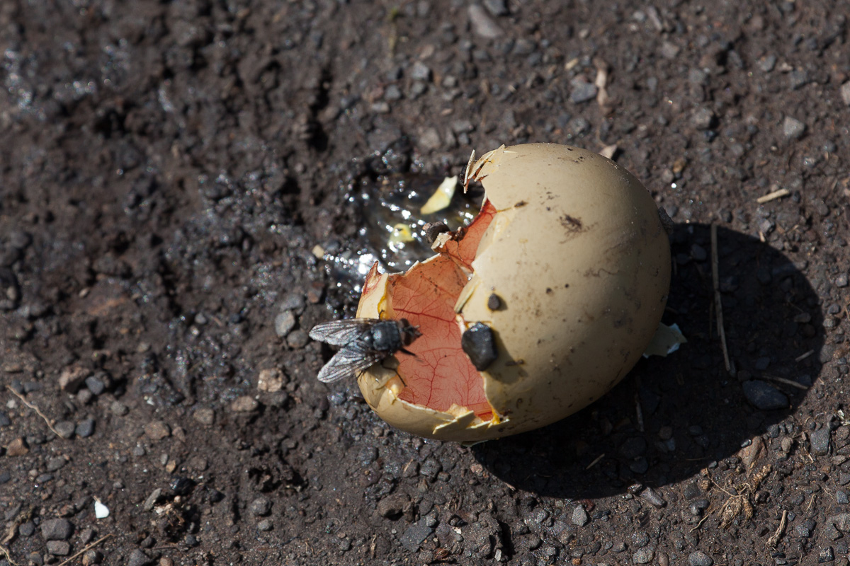 Pheasant egg (I think)