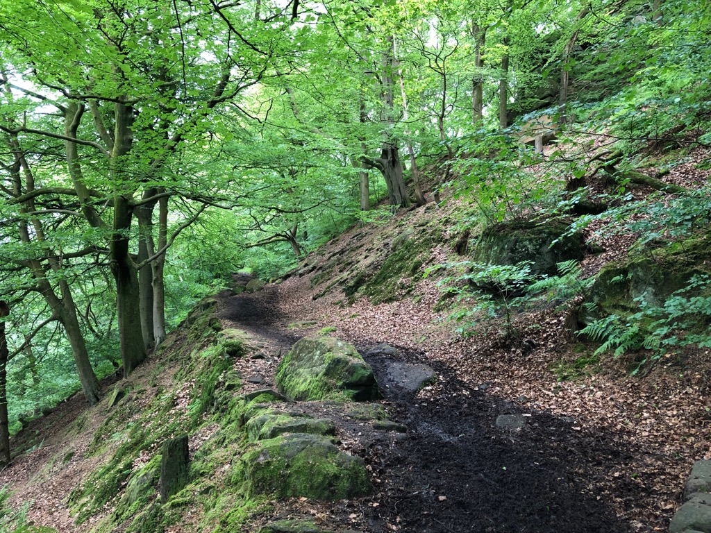 Crow Nest Wood