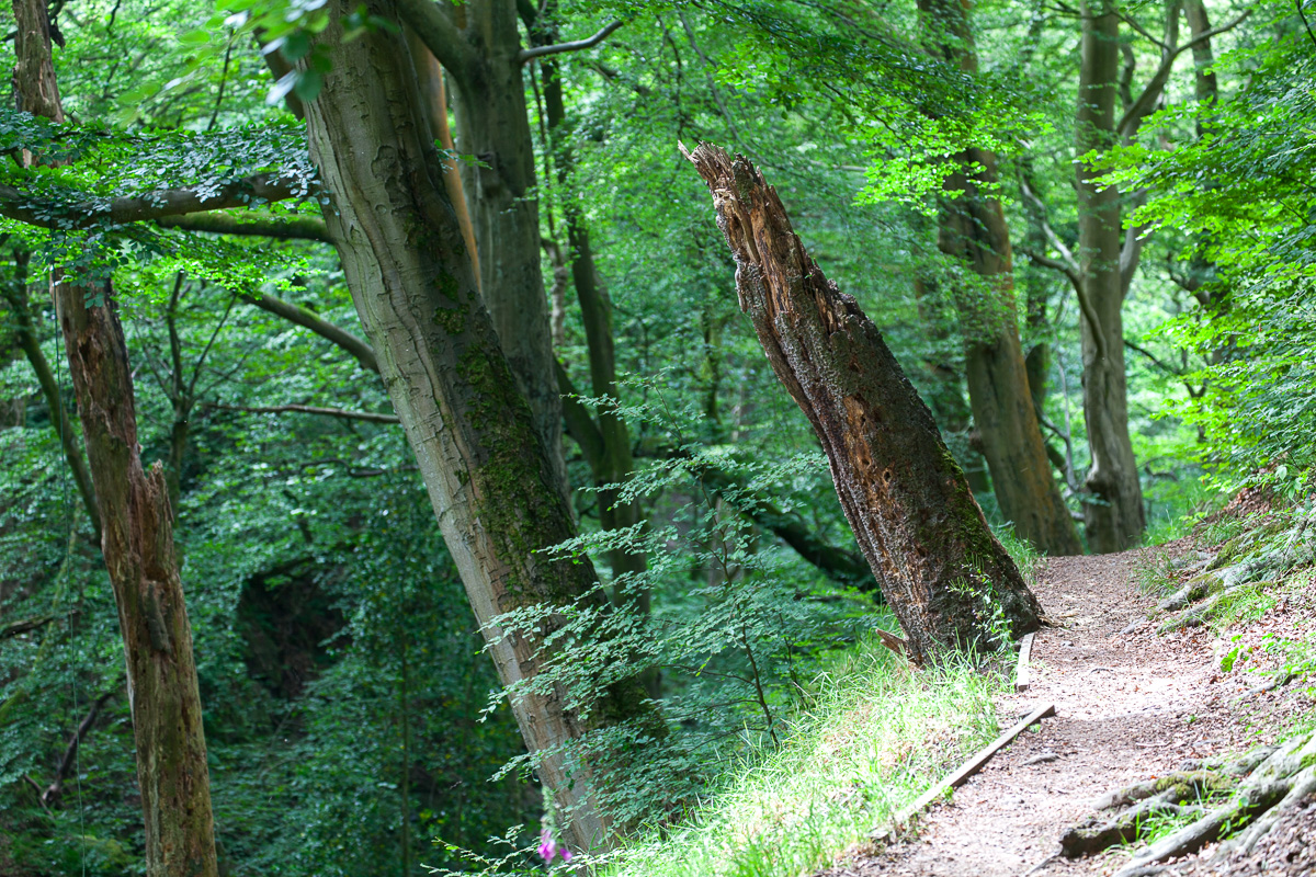 Nutclough Wood