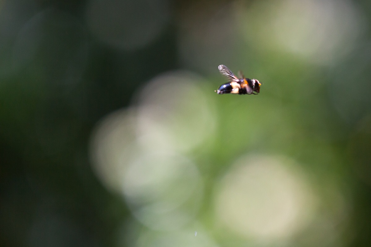 Hoverfly
