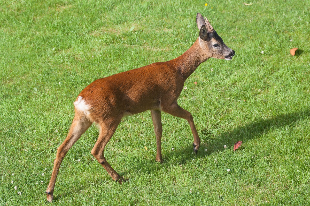 Roe deer