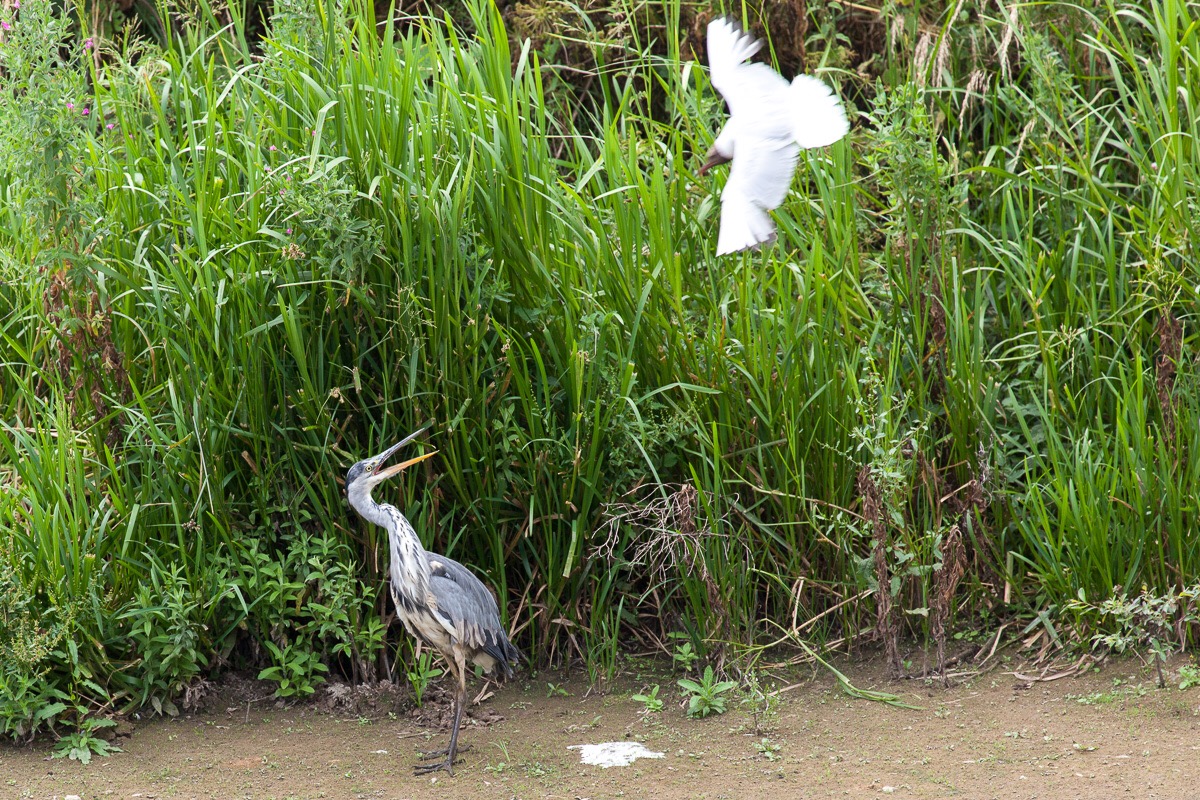 Heron v gull