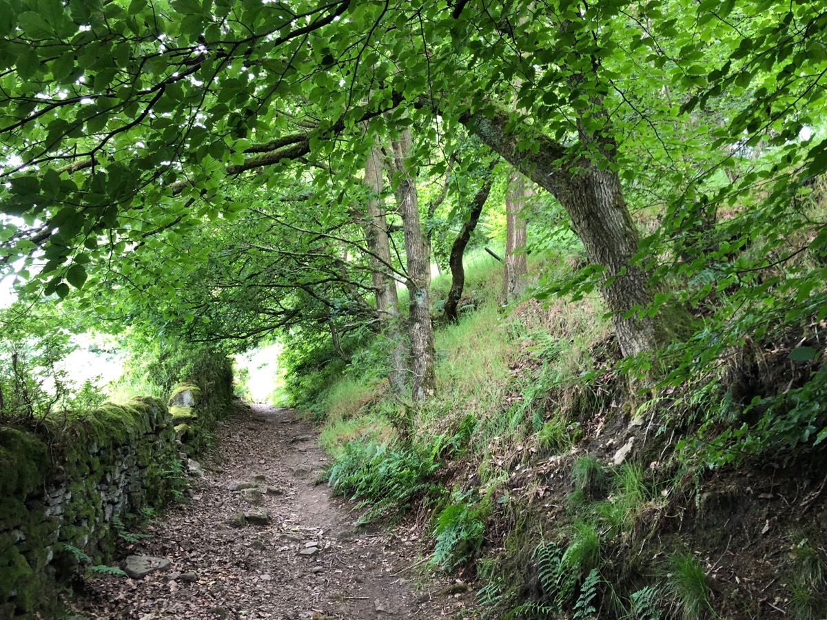 Crow Nest Wood