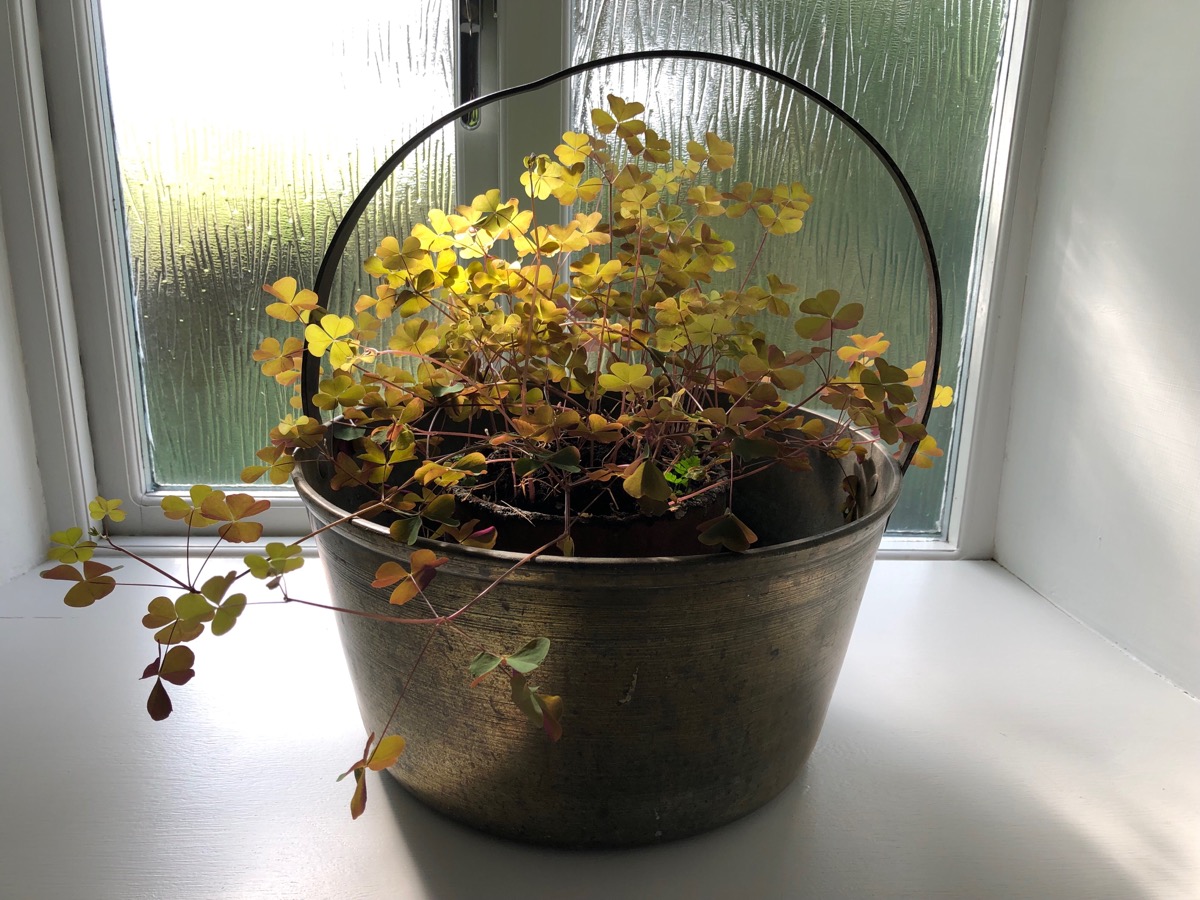 Wood-sorrel