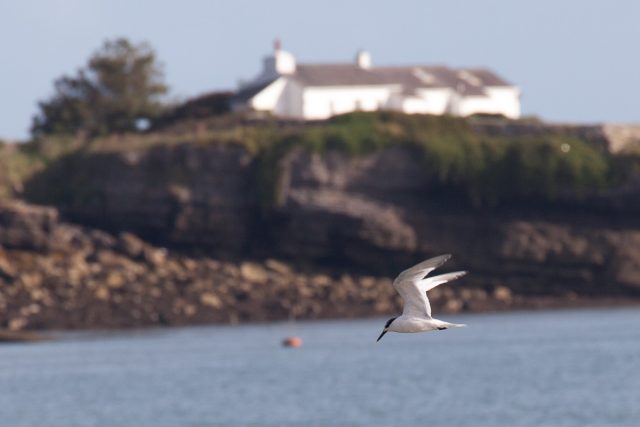 Sandwich tern