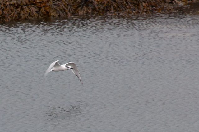 Sandwich tern