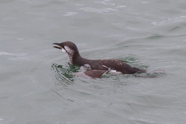 Guillemot