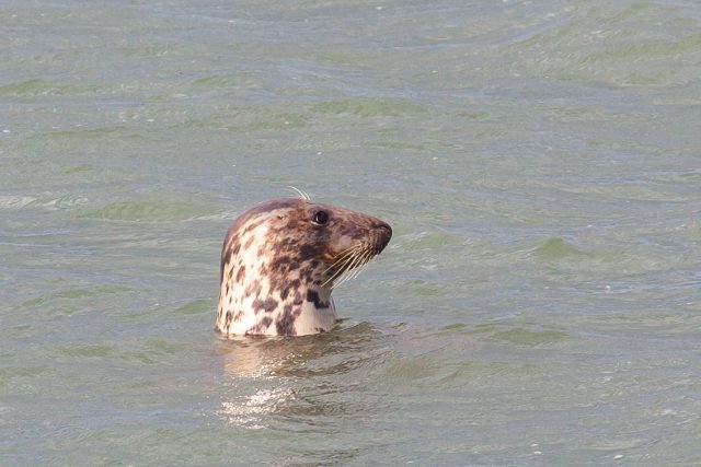 Grey seal