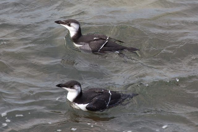Razorbills