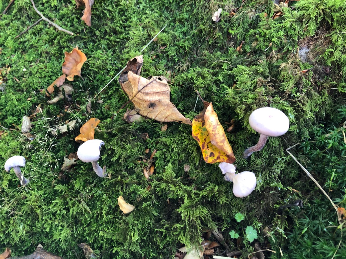 Mushrooms