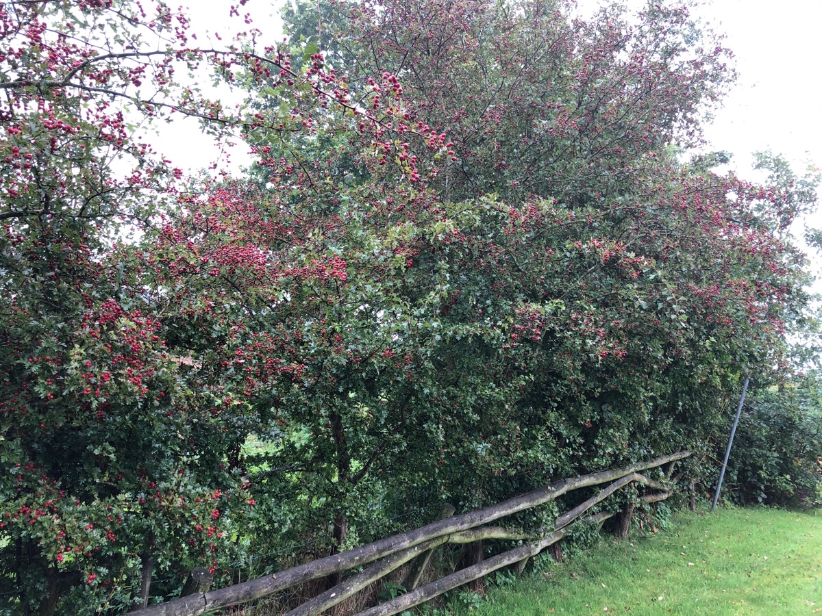 Hawthorn hedge
