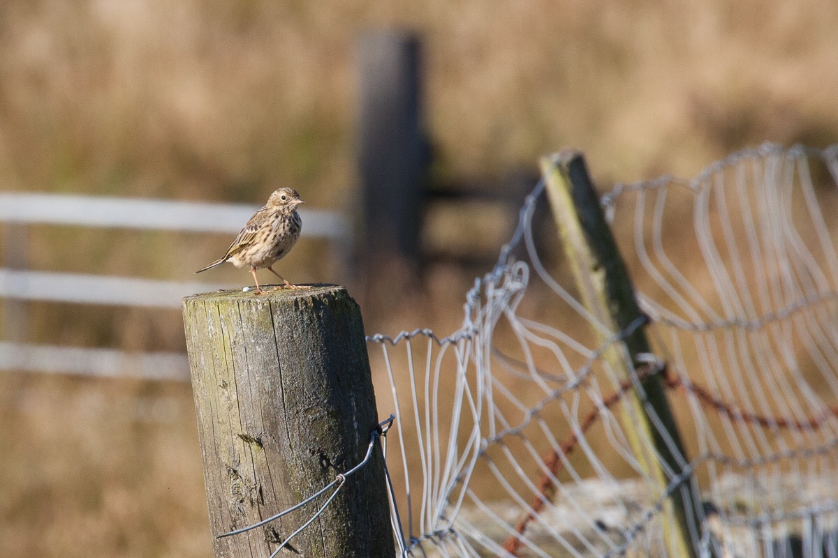 Meadow pipit