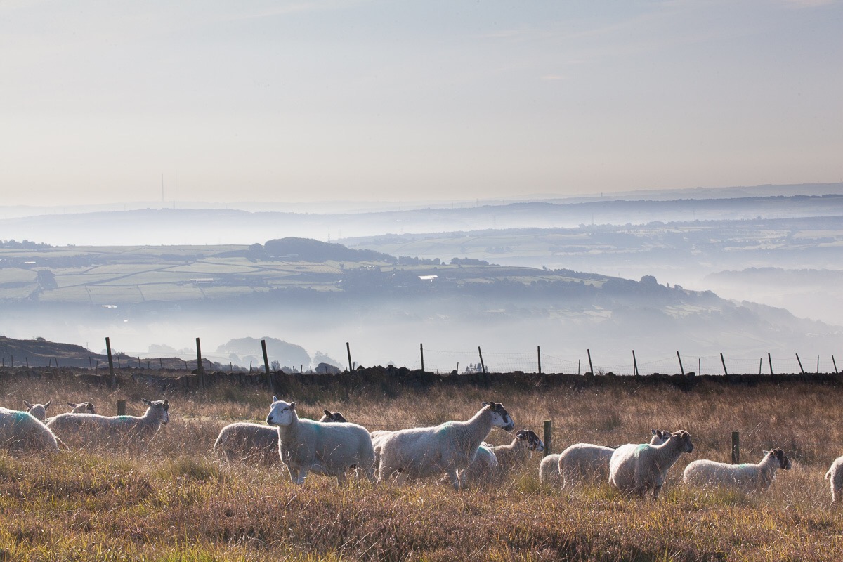 Sheep on the Moor