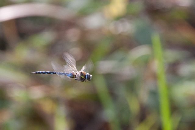 Common hawker
