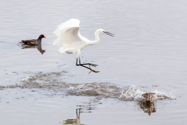 Little egret