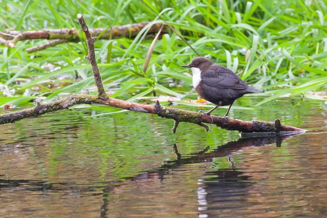 Newsletter No. 18: ‘169 in giraffe-years’