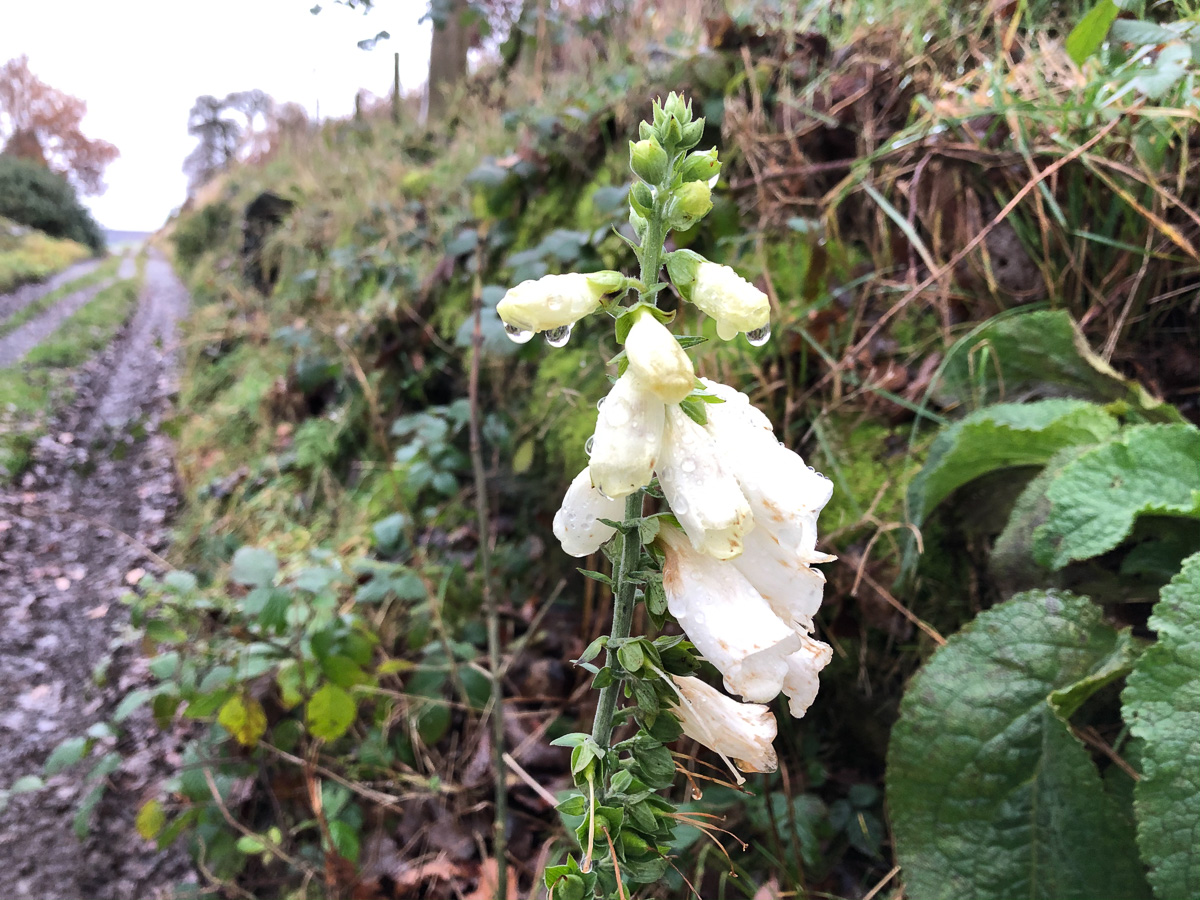 Late foxglove