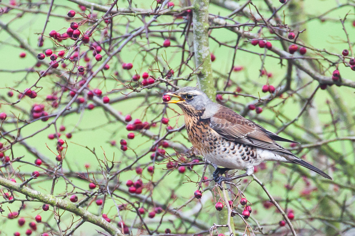 Fieldfare on our hawthorn