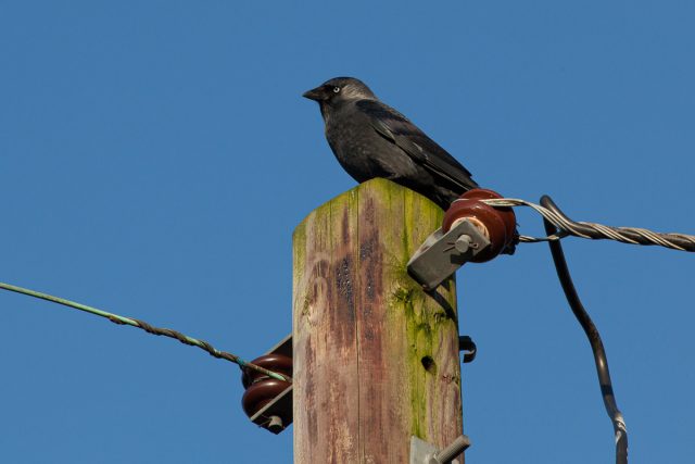 Jackdaw
