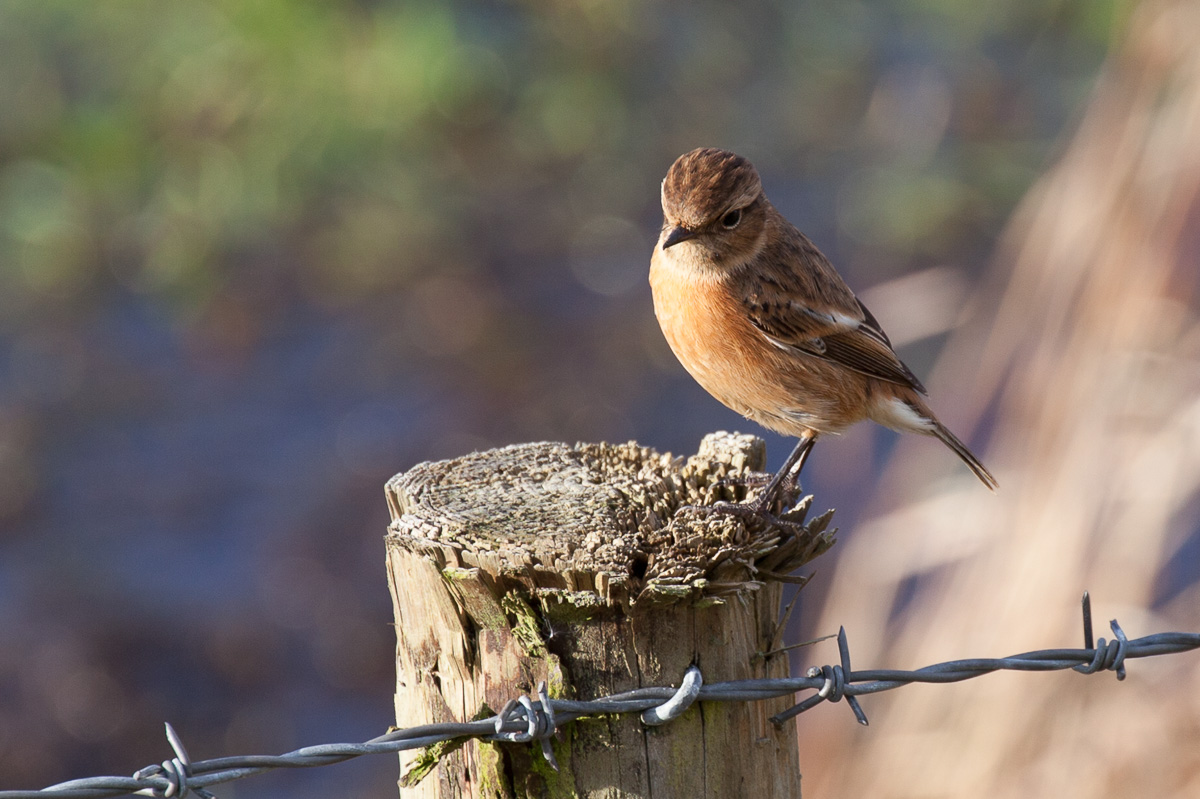 Female stonechat